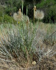 Tragopogon dubius Plant